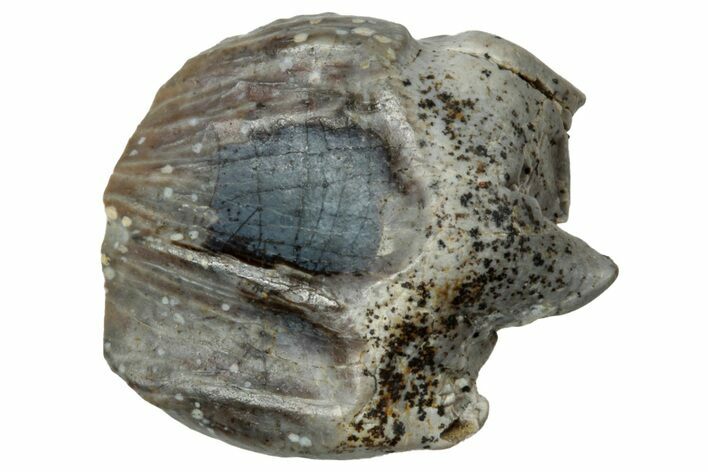 Unworn Dinosaur (Triceratops) Tooth - Wyoming #323970